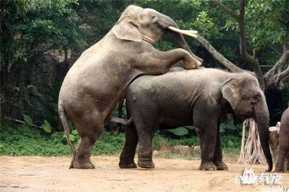 大象是如何进行交配的？
