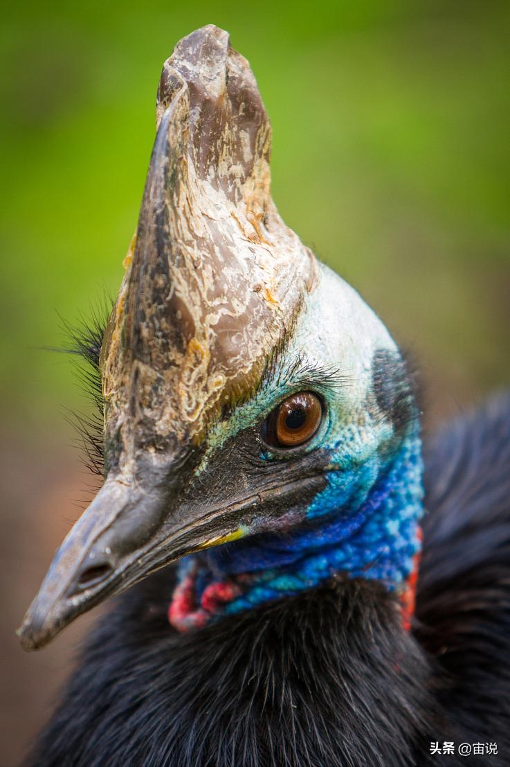 火鸡是否适应寒带地区养殖,火鸡养殖及营养价值