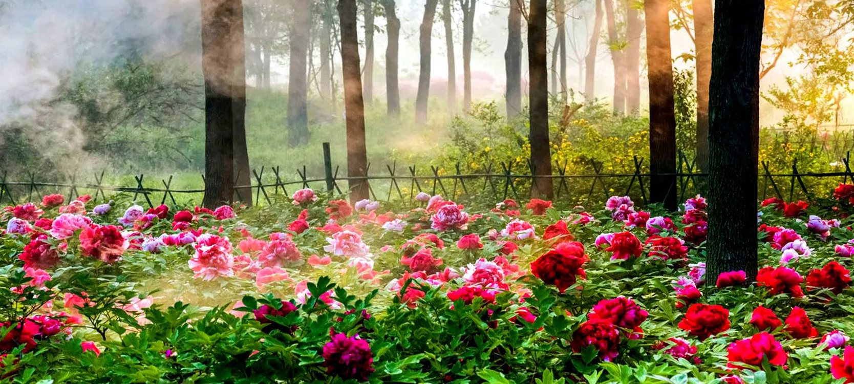 十二首牡丹诗词共赏国色天香,12首最经典的牡丹花诗词