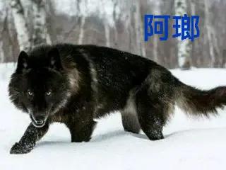 诗和美应多元化：人面桃花是美，屎壳螂癞蛤蟆也别有趣味