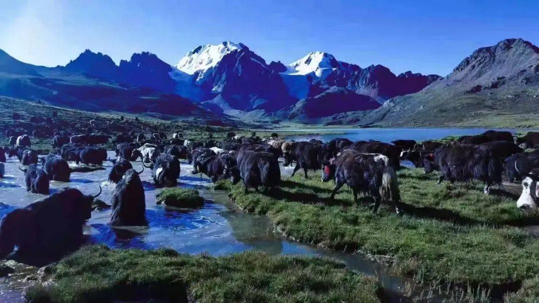 雪山下的梦幻球场爆红网络！*藏西**的这个小城，值得被所有人看到