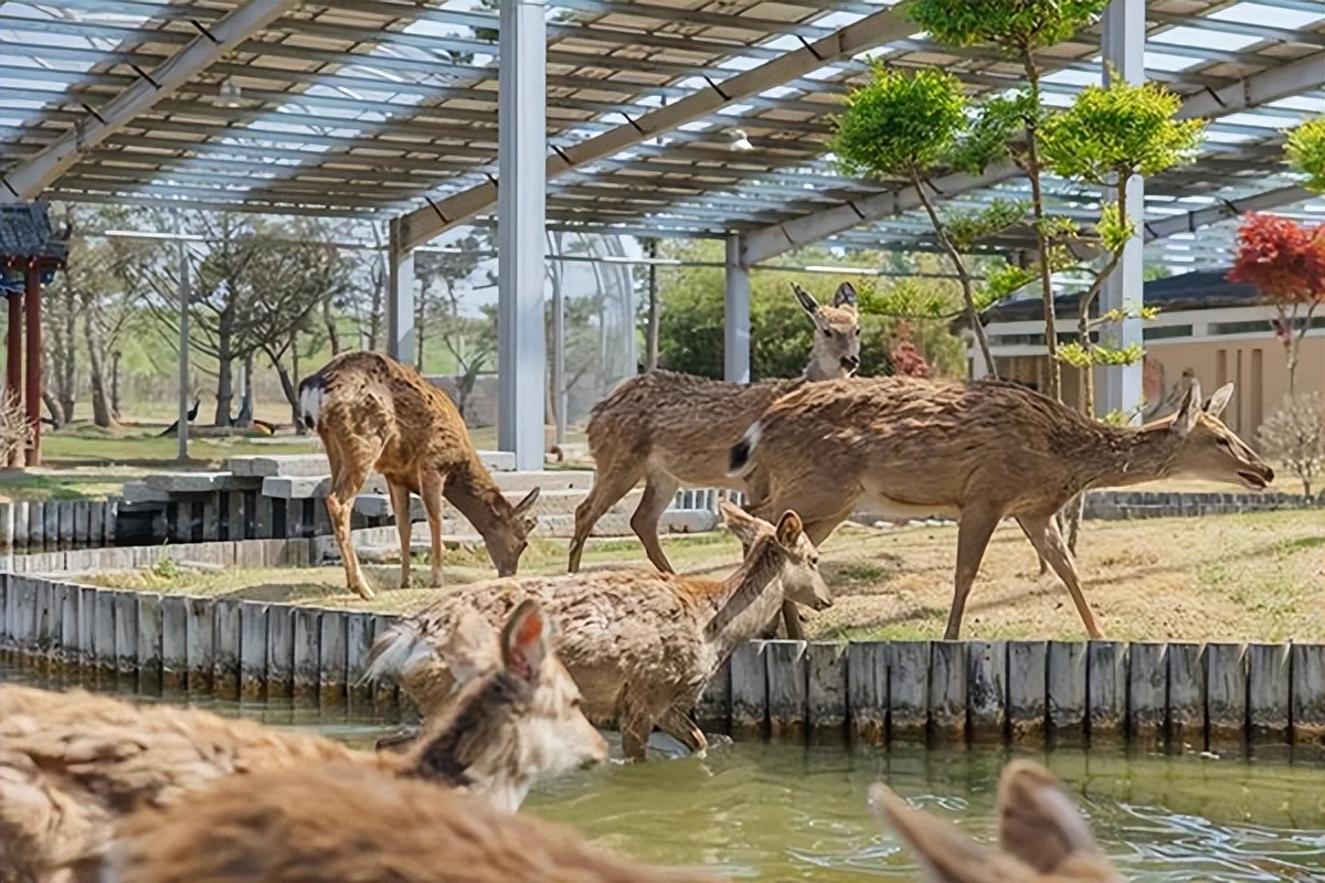 临沂入选！2023中国美丽乡村休闲旅游（夏季）精品景点线路公布！