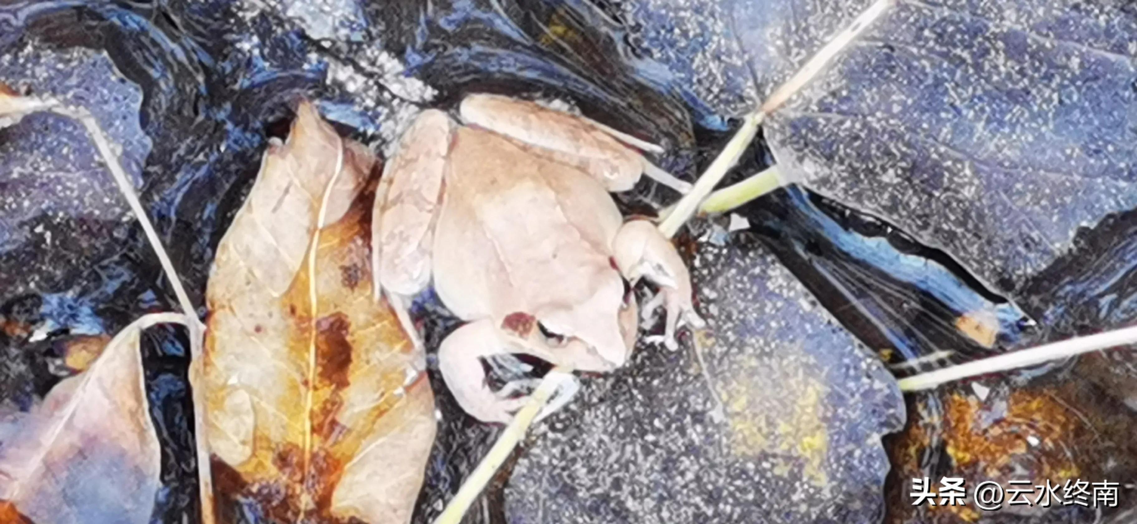 享个清福！到少有人知的峙峪看看漫山红叶，喝喝住山人清茶