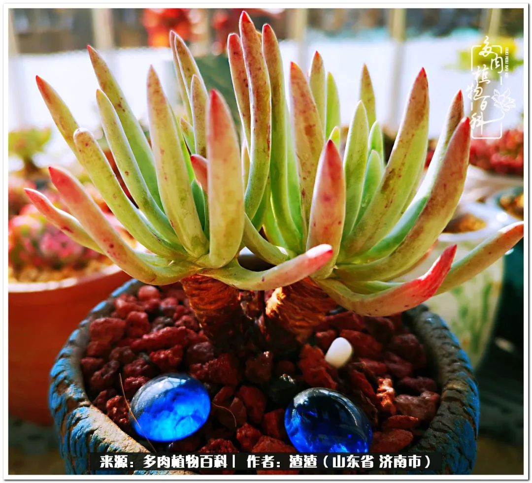 一个并不优秀的90后,何以解忧唯有多肉下一句