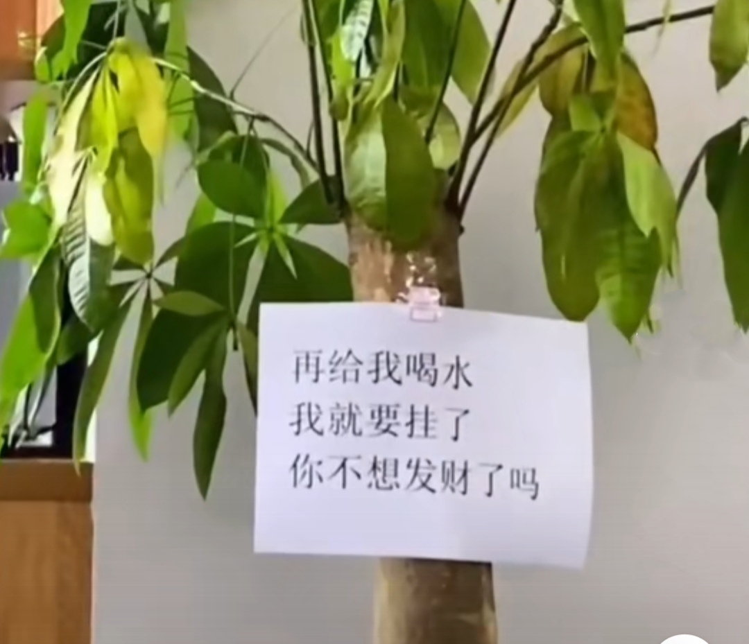 养人旺家聚福气的花,什么花让人心情愉悦又好养