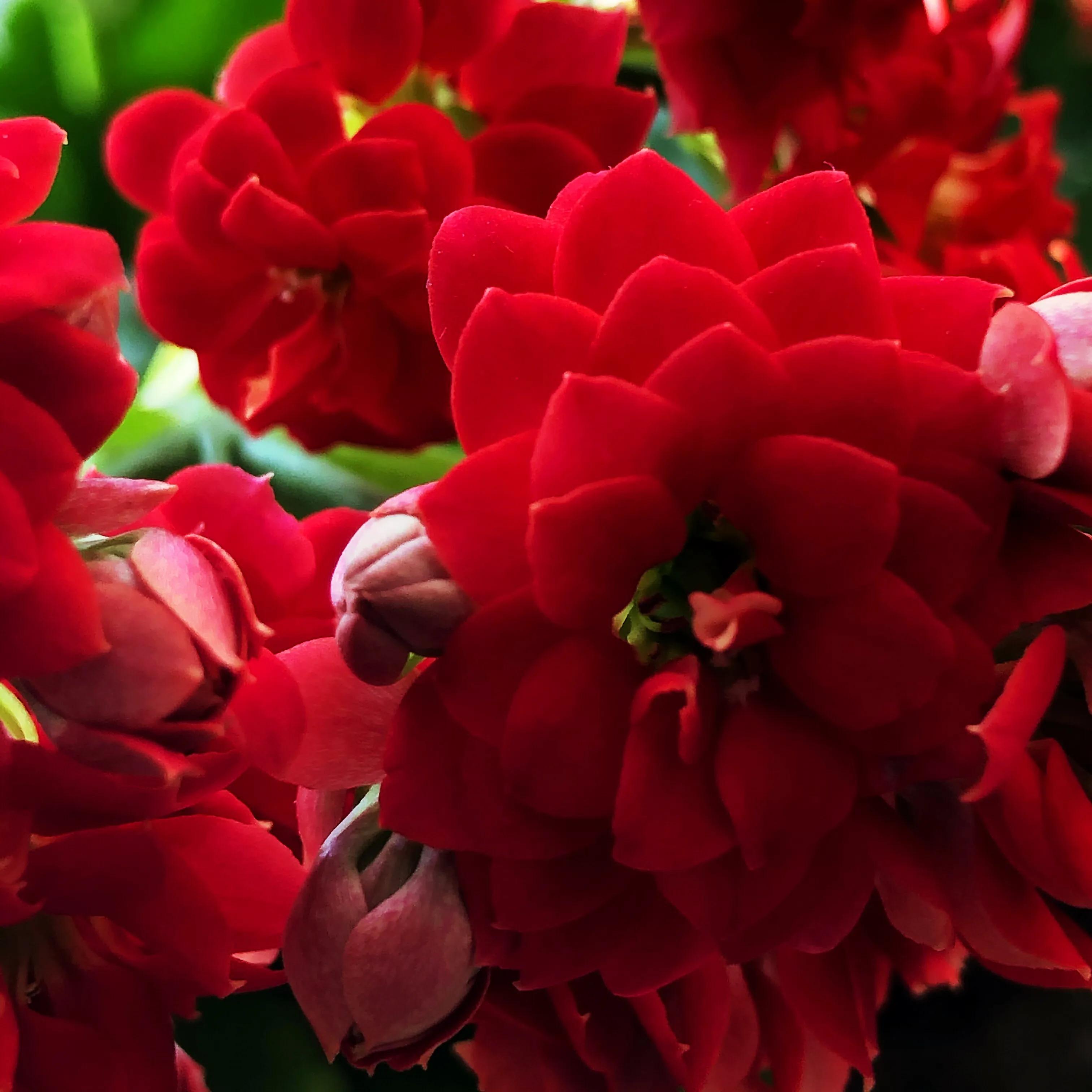 家里养什么花儿好养活,家里养的花儿图片