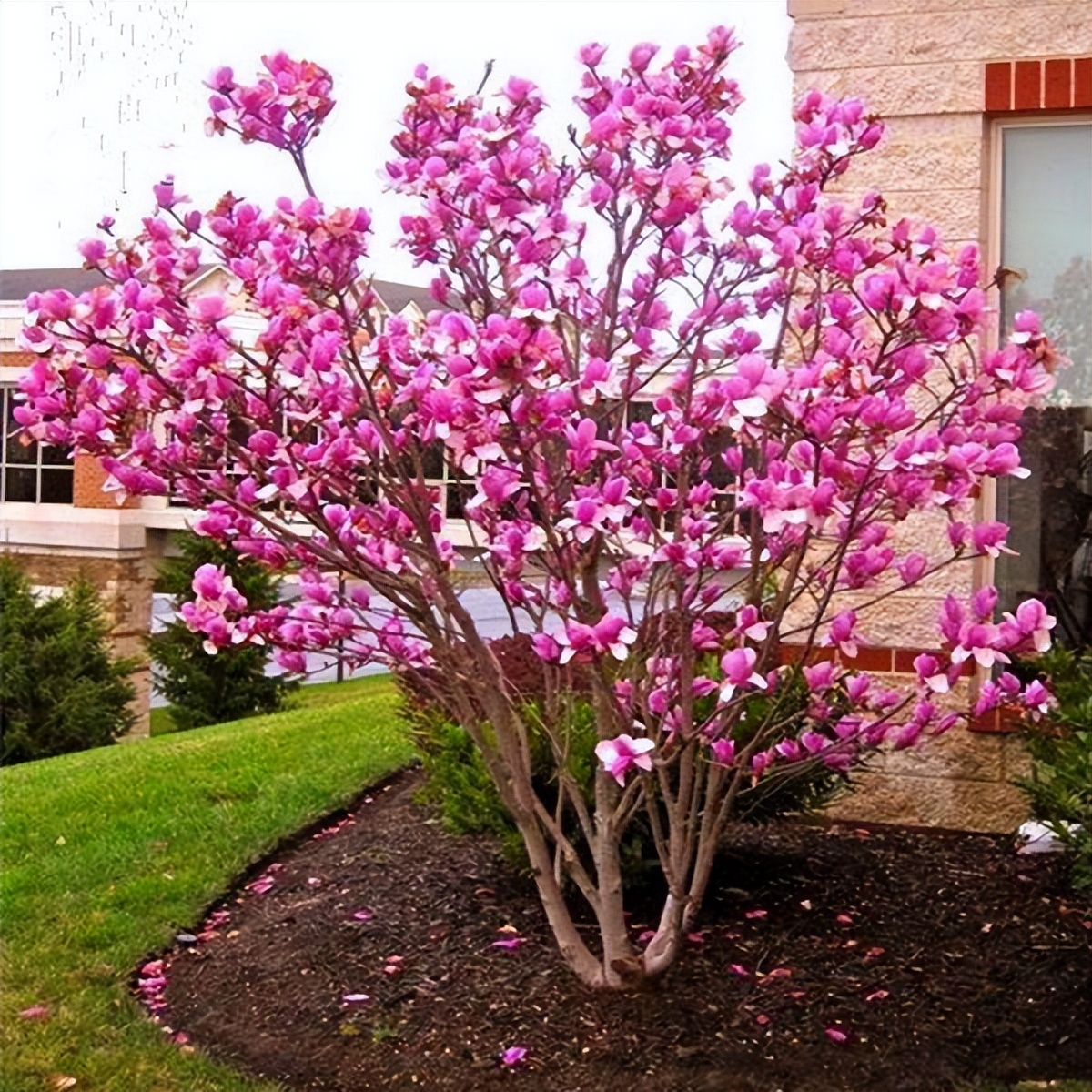 家门口种什么果树最好最旺财,客厅种什么果树旺宅还好养