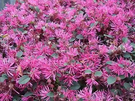 红花檵木介绍牌,红花檵木解说