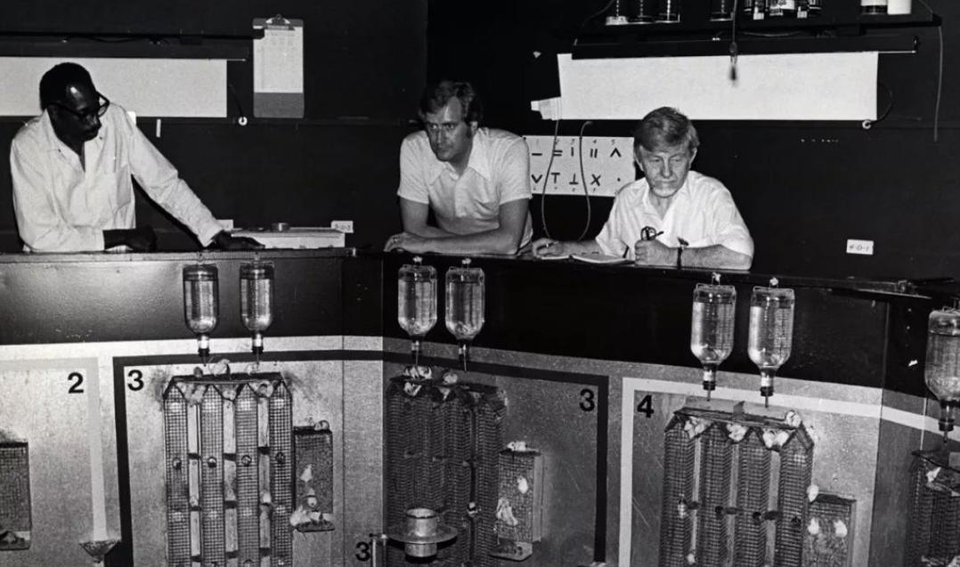 美国8只白鼠进入乐园,美国将8只白鼠放进乐园