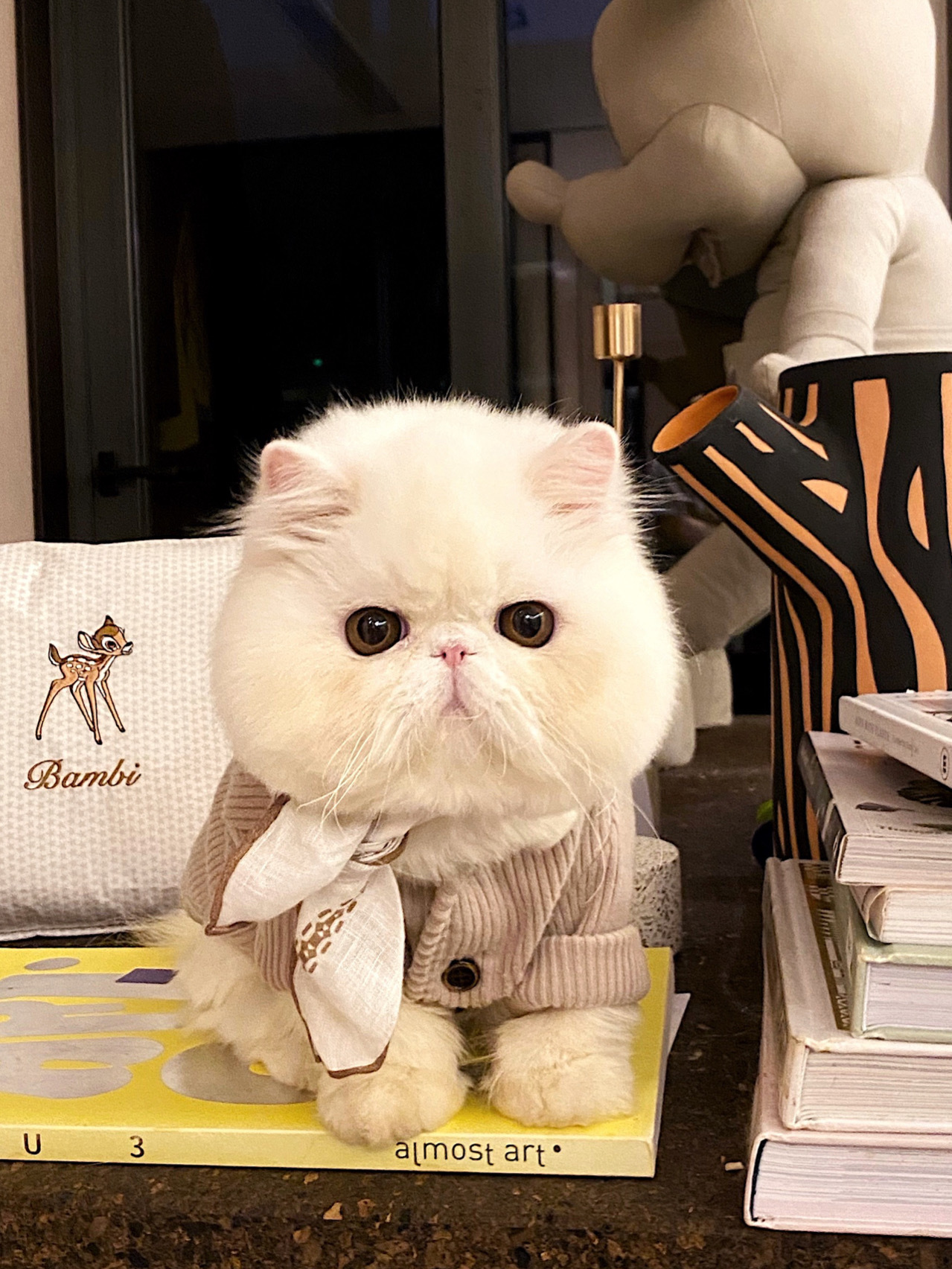 最粘人的猫有哪些,最粘人的五种猫咪