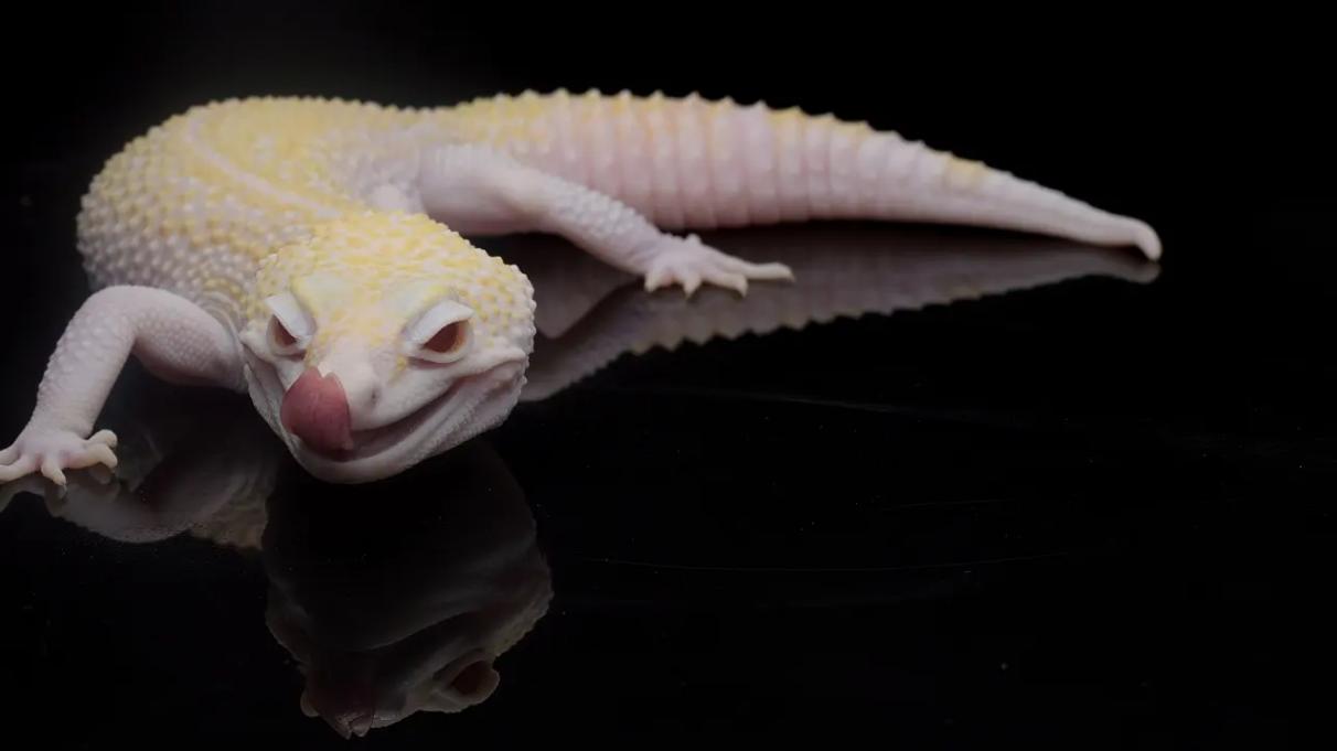 盘点全球剧毒的蜈蚣,中国海关查获巨大蜈蚣