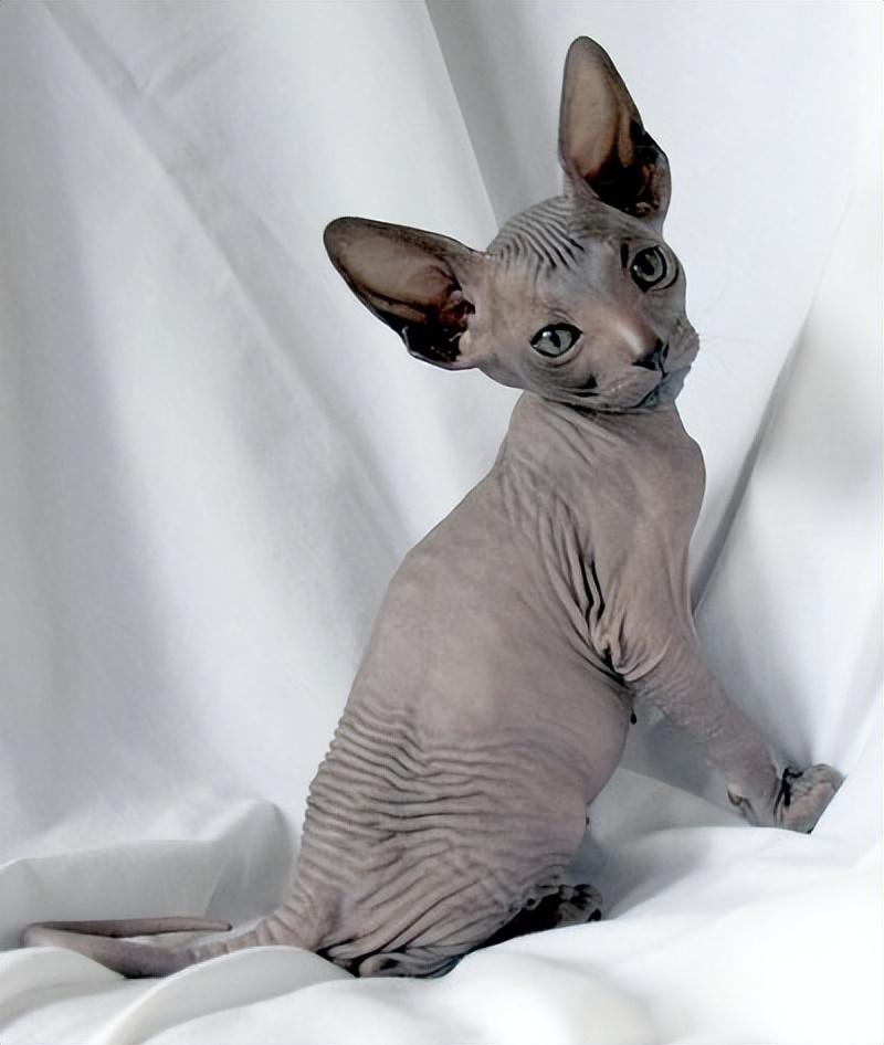 世界上最可爱的6种猫咪,世界上最可爱的三种猫咪