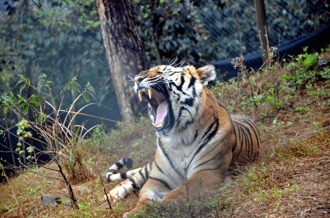 两只华南虎已能野外捕食,广东计划“放虎归山”,就不怕伤人?