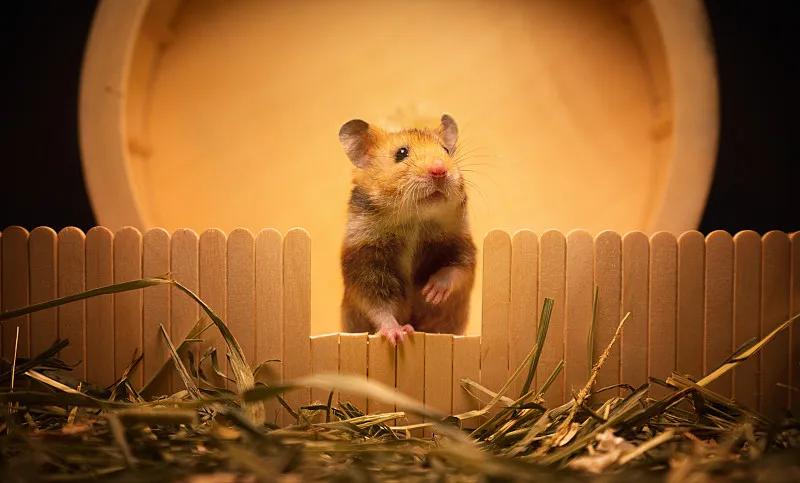 什么宠物对纯素食者最好,好养且可以食用的宠物有哪些