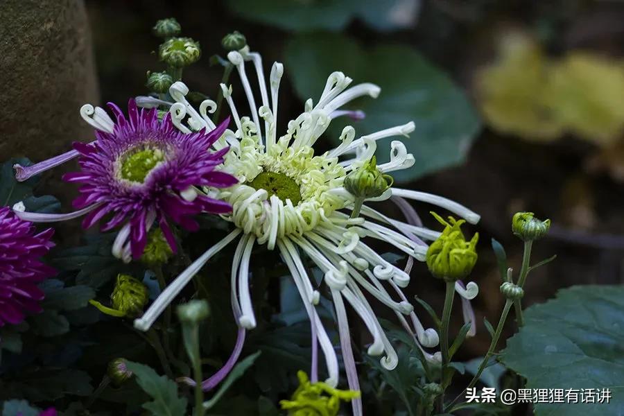 甄嬛传沈眉庄和甄嬛疏远,甄嬛传沈眉庄与甄嬛决裂