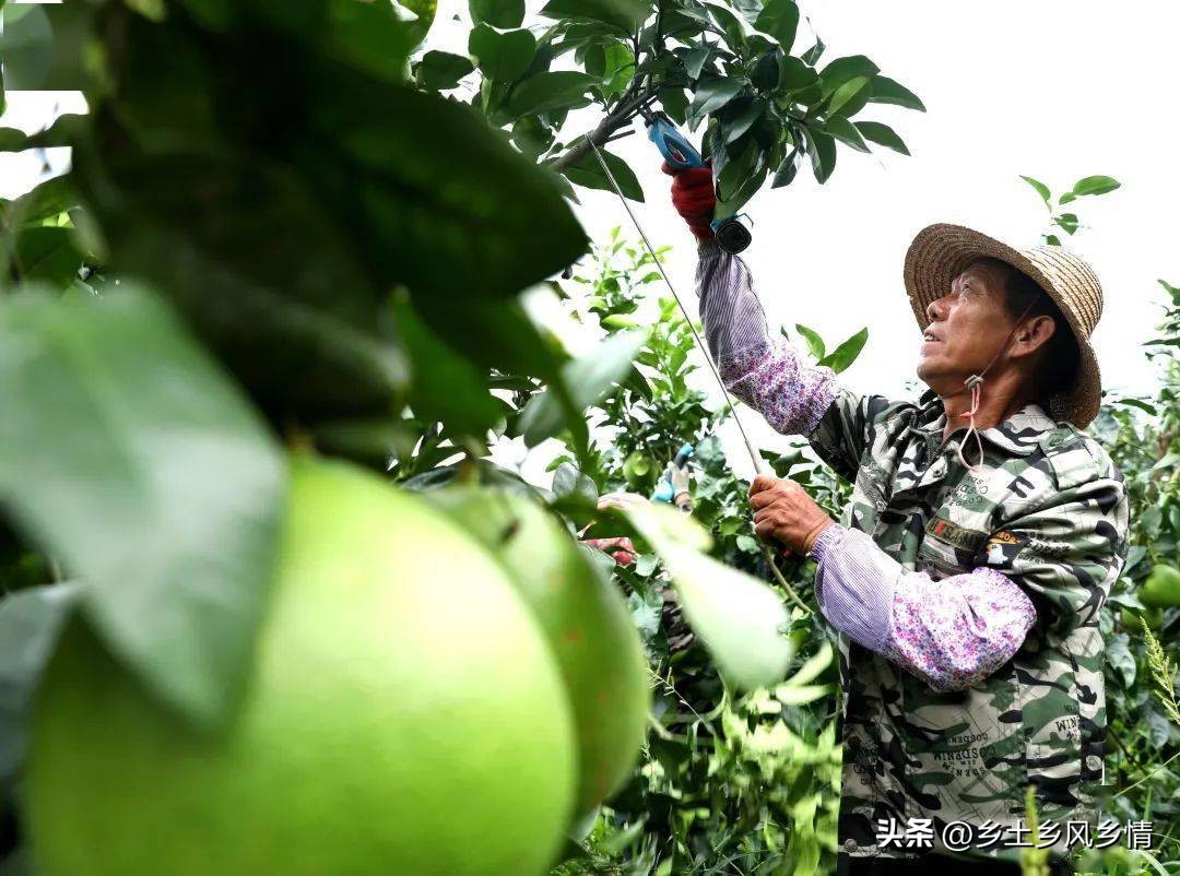 回农村创业新方法有哪些,创业失败想回农村创业