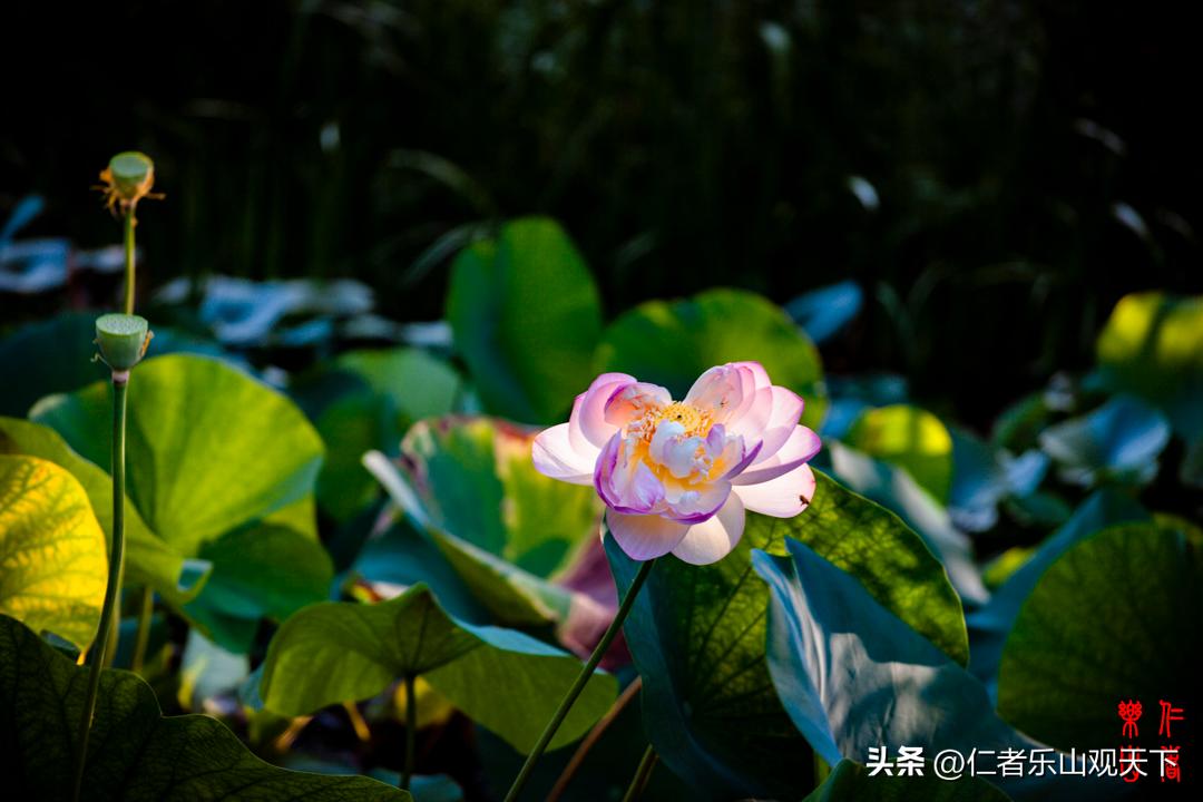 最后的摇曳——只为那绳命的回晃