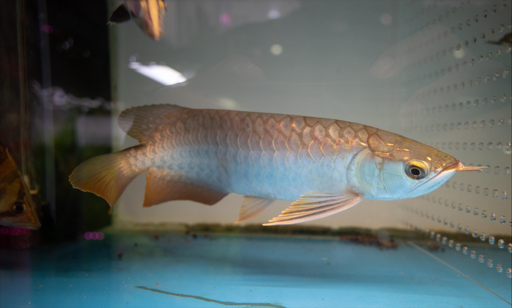 新龙鱼下缸缩鳍缩尾怎么调状态,龙鱼缩鳍是紧张还是不紧张