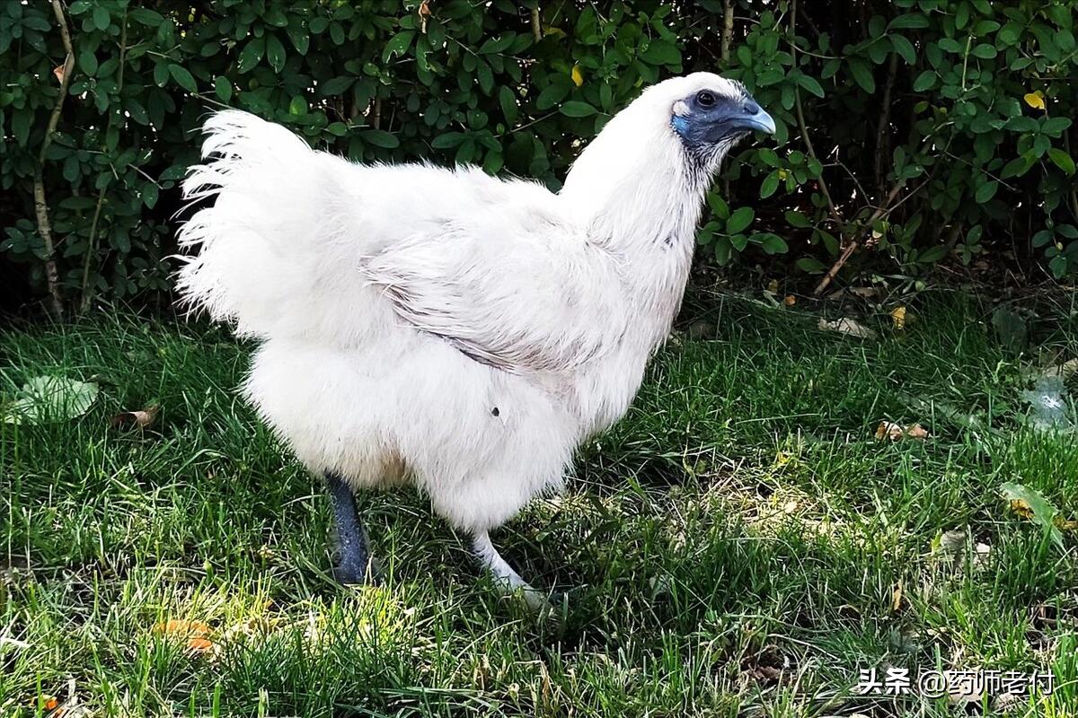 乌鸡白凤丸神奇的治病案例,乌鸡白凤丸的真实效果