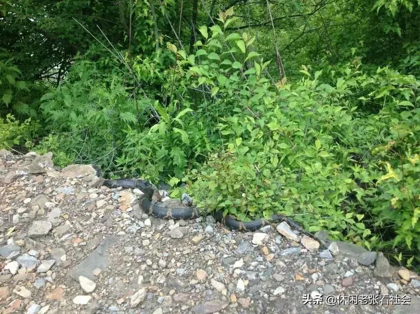 山村生活直播,山村生活的歌曲