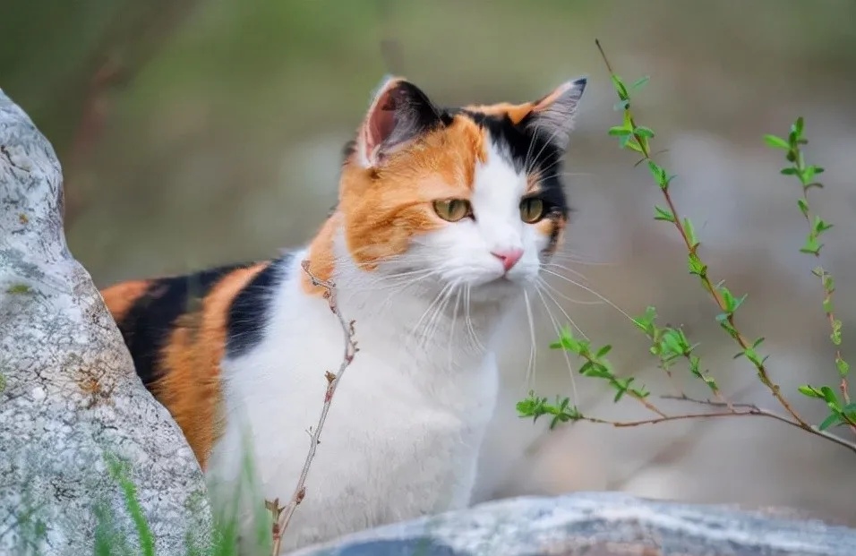 最受欢迎的猫咪十大排名,盘点目前五种最受欢迎的猫咪