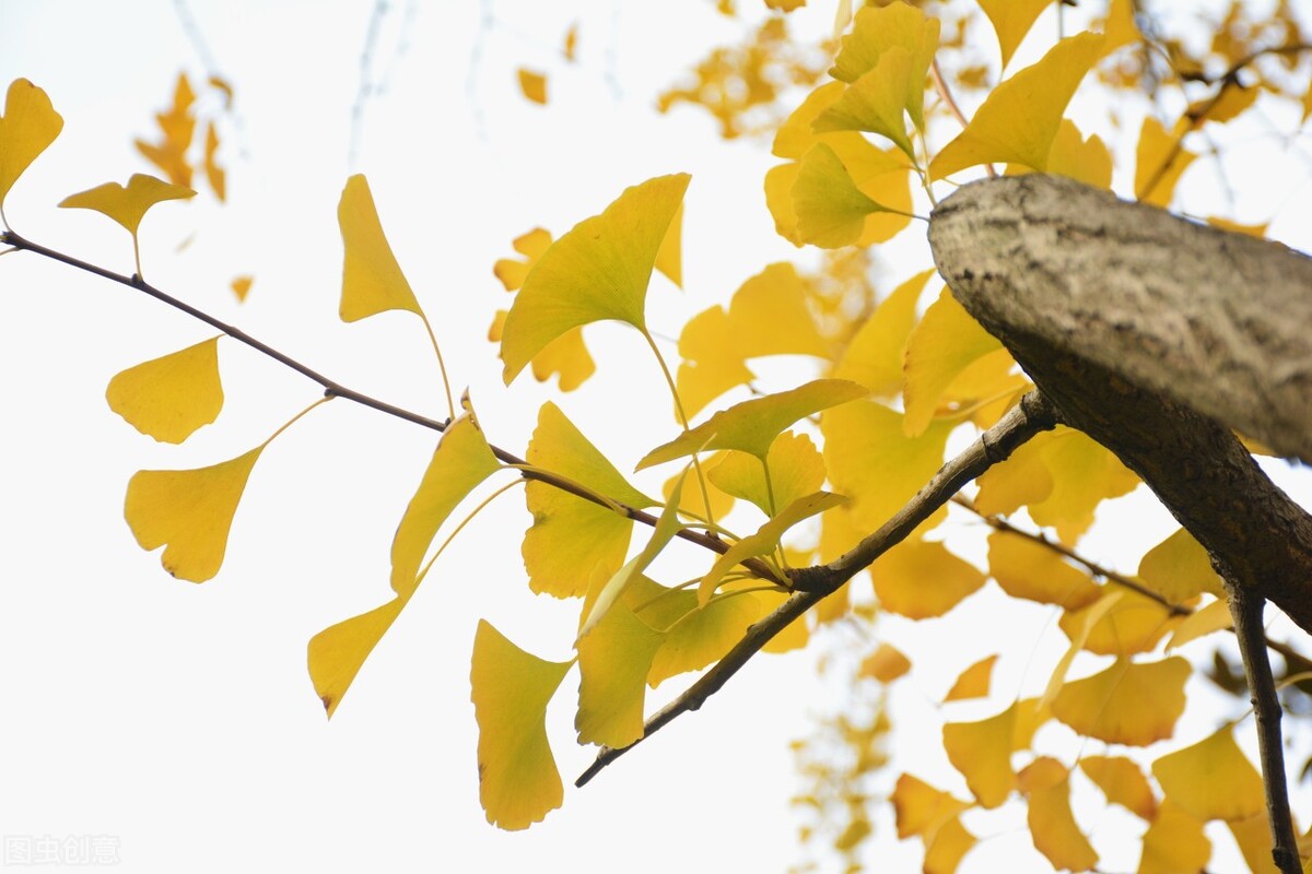 清都的原创诗词，4年作品合集，用文字记录生活