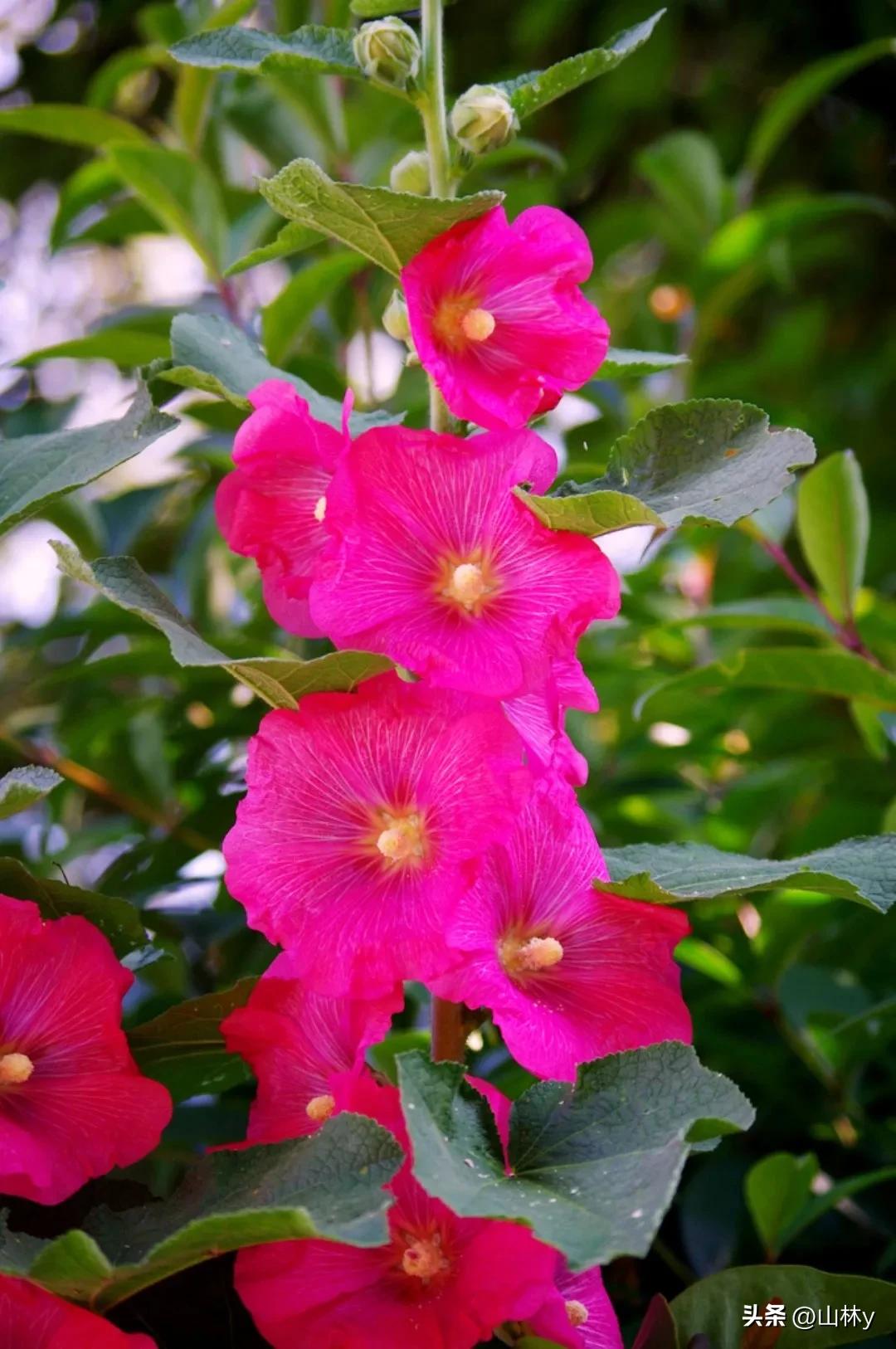 五颜六色的花朵养眼舒心,灵动秀美的花朵图片