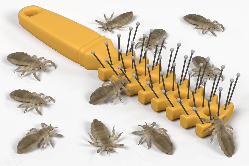 男子阴虱,男子阴虱病