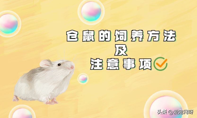 仓鼠的饲养方法及注意事项大全,仓鼠的饲养方法及注意事项