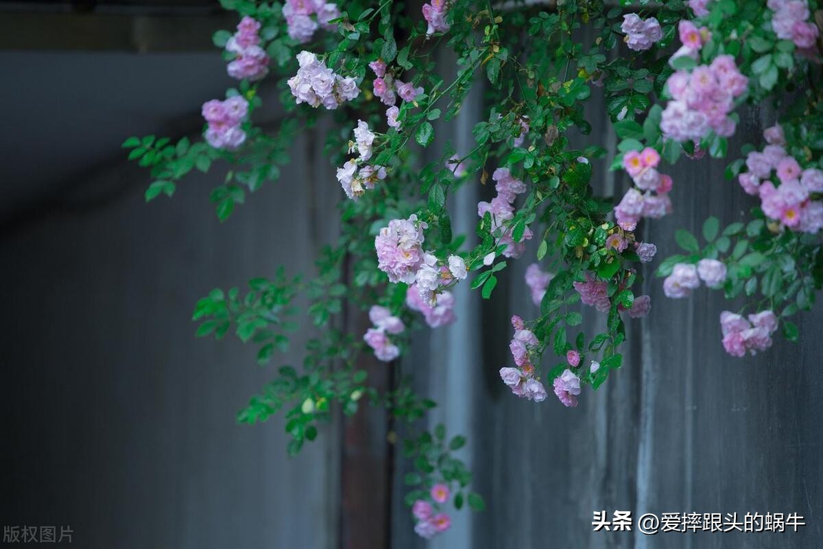 生如夏花灿烂的时候,生如夏花绚烂绽放歌曲视频