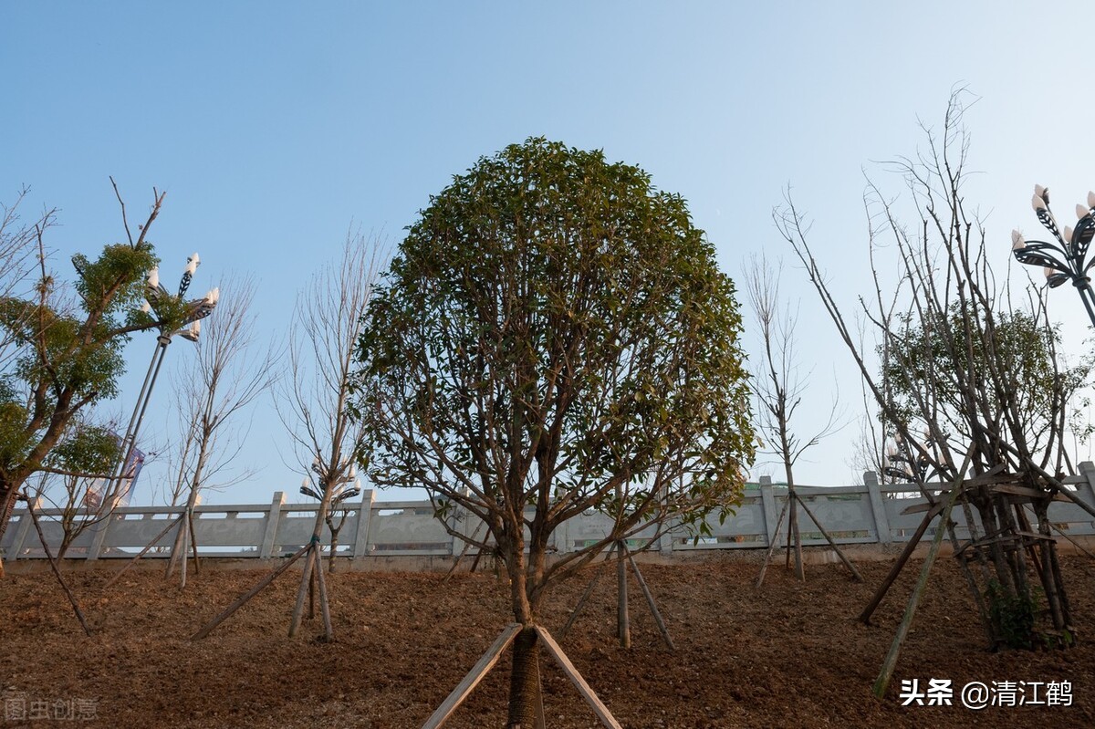 刚从树上摘的女贞子怎么保存,女贞子从树上摘下怎么处理