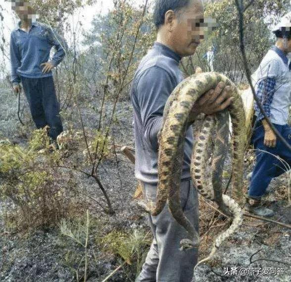 被五步蛇咬伤后能恢复吗,用五步蛇血治疗五步蛇咬伤