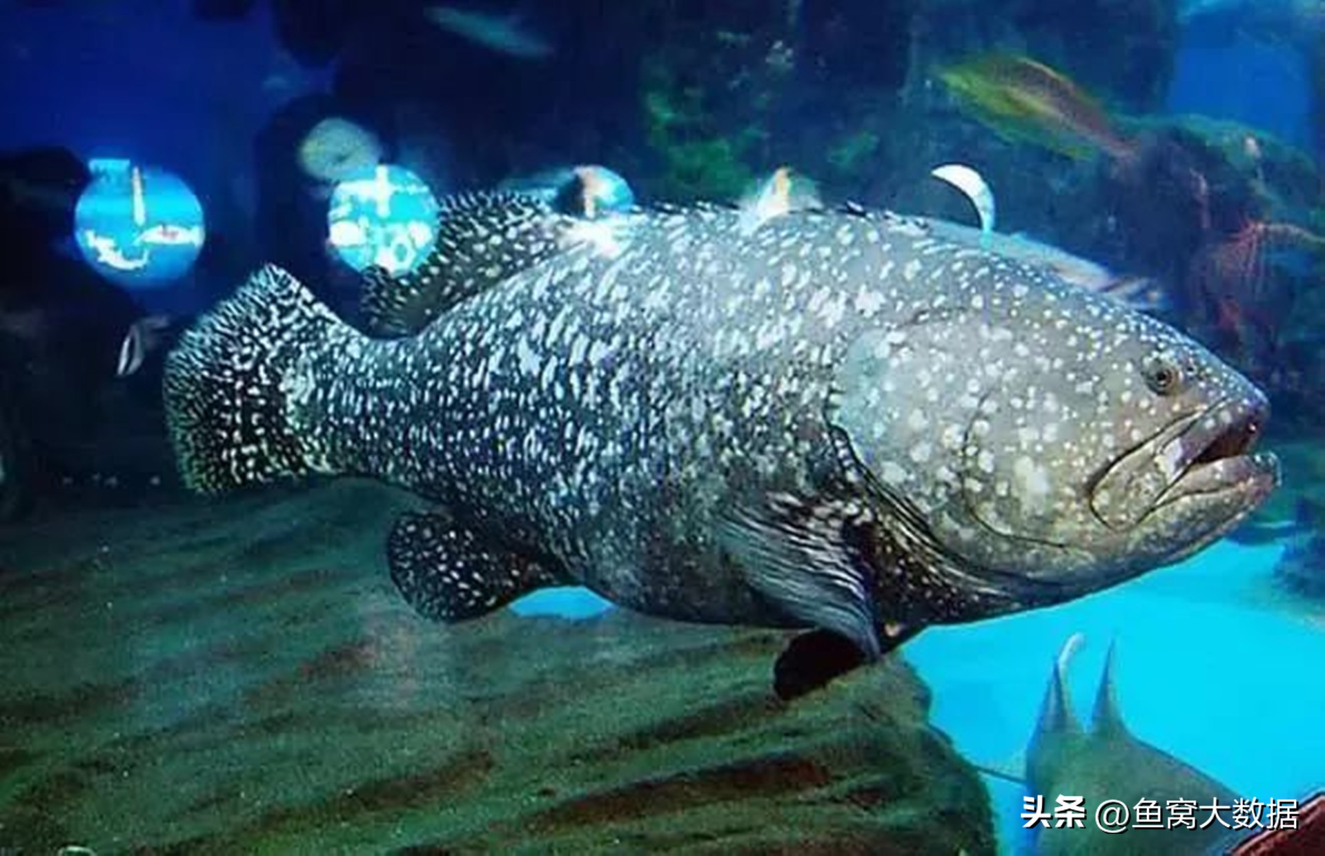 广东渔民钓200多斤石斑鱼,广东渔民捕获280斤石斑鱼