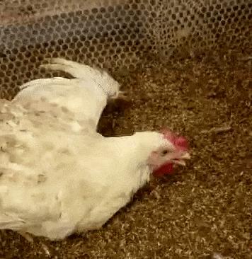 鸡中暑最佳治疗方法,鸡中暑了有些什么方法降暑的