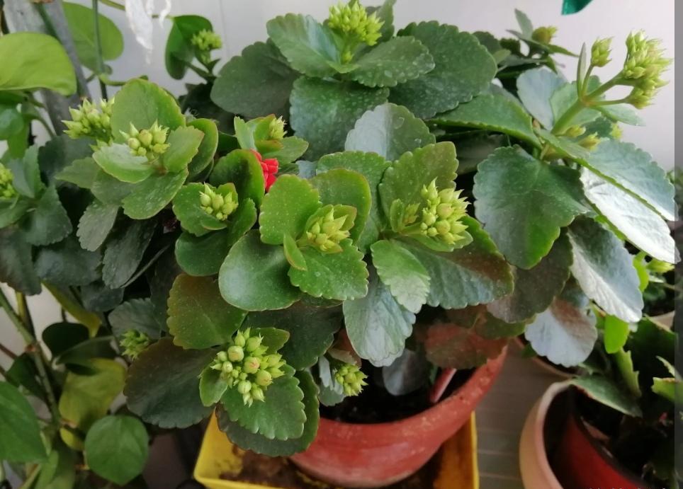 室外养长寿花用罩黑袋促花吗,长寿花促花苞怎么用磷酸二氢钾