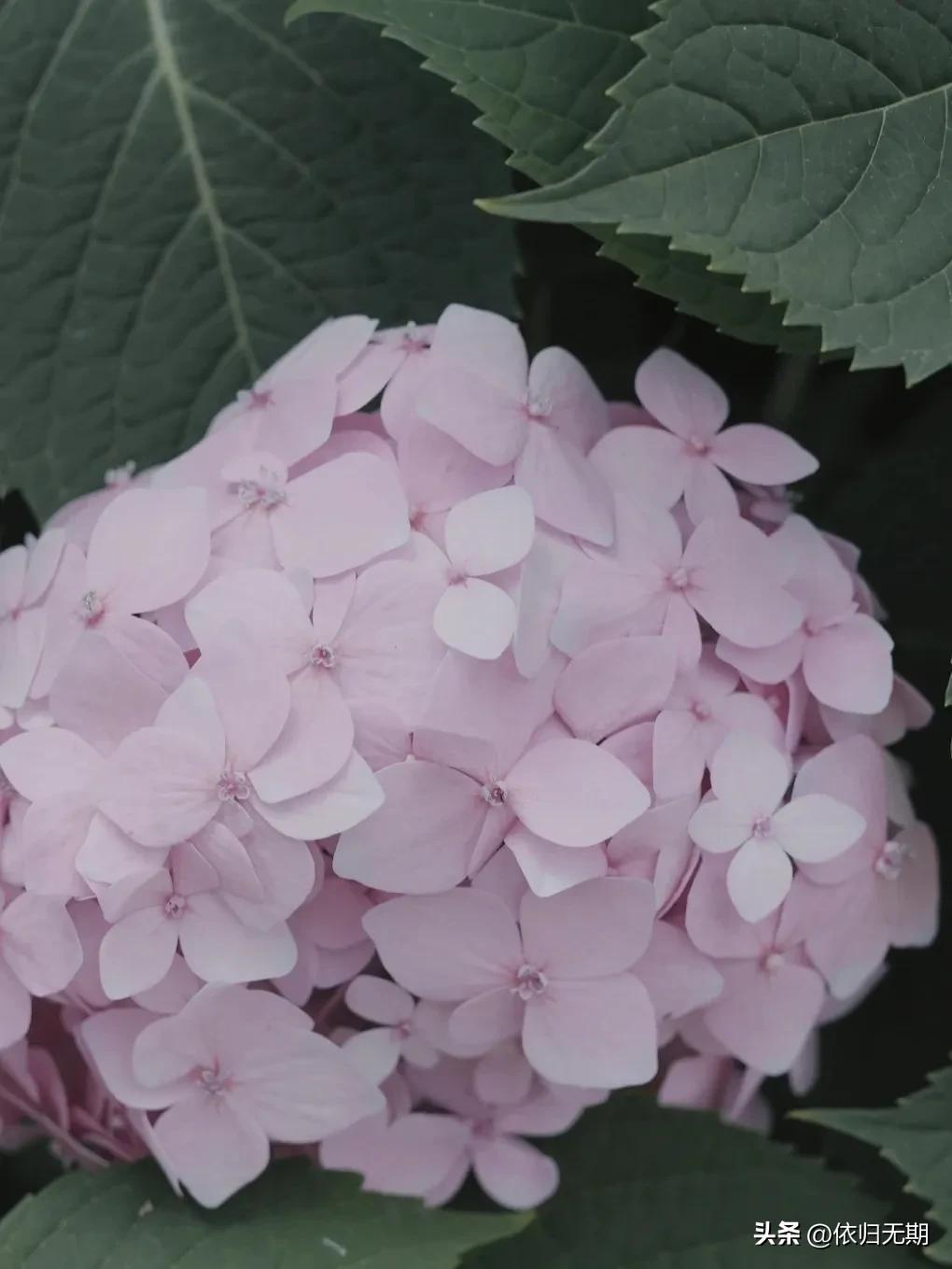 绣球花拍照技巧大全,绣球花图片怎么拍出高级感