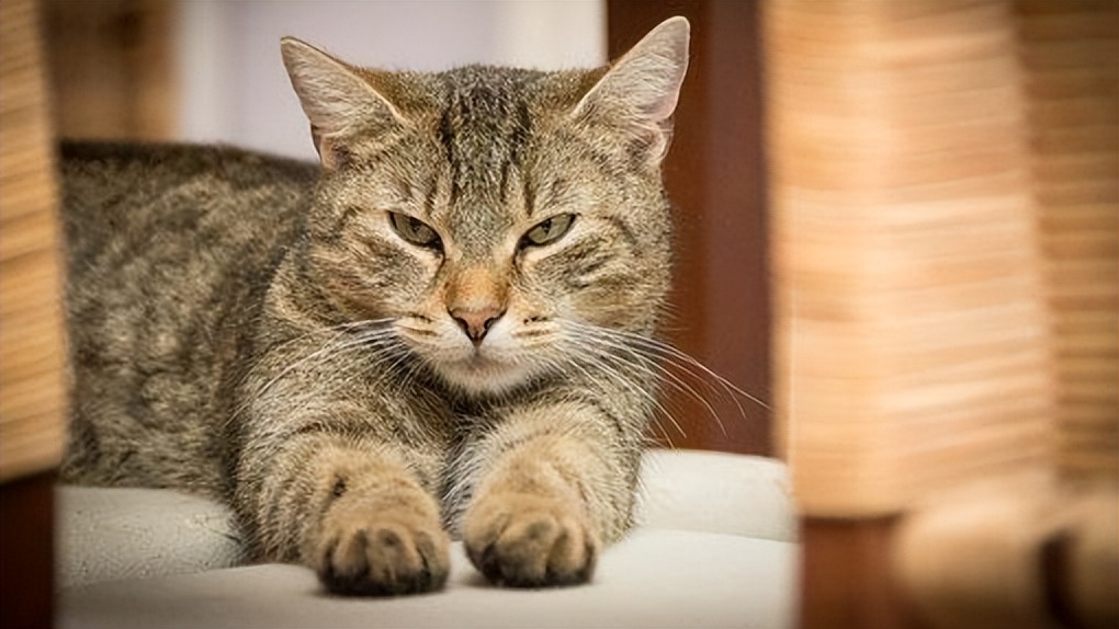 太香？太臭？猫咪排泄物的入药黑历史！