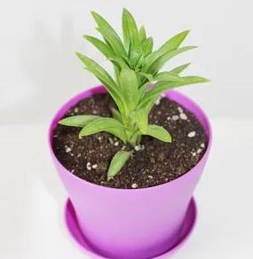 香水百合盆栽一年四季怎么养殖,香水百合盆栽好养吗