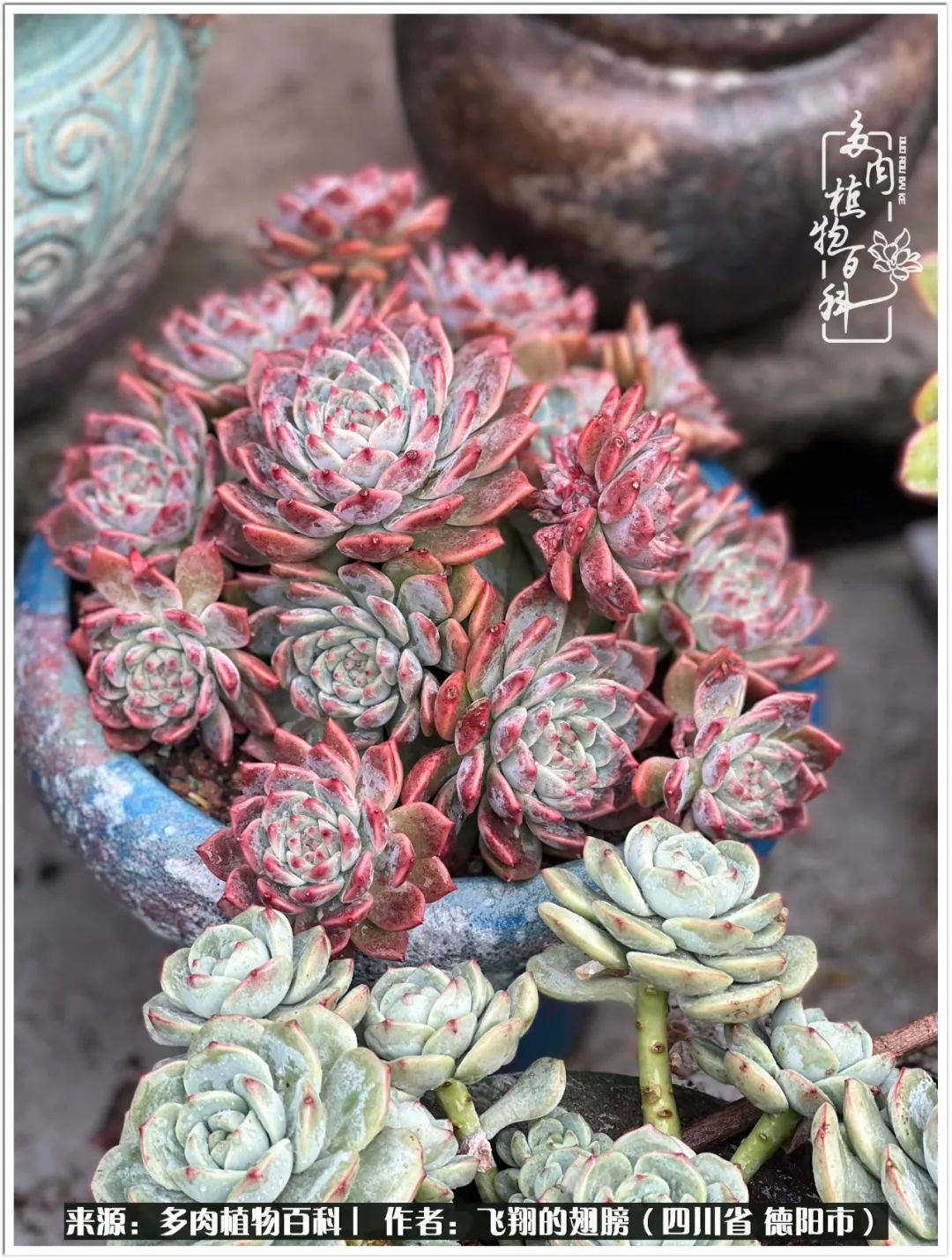 多肉的正确养殖方法冬天怎么养活,多肉怎么养活而且长得快且好看