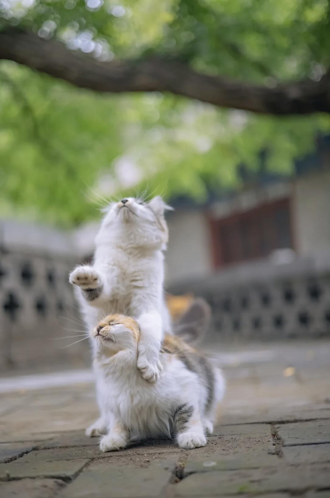 治愈系壁纸｜132张可爱小猫咪的样子