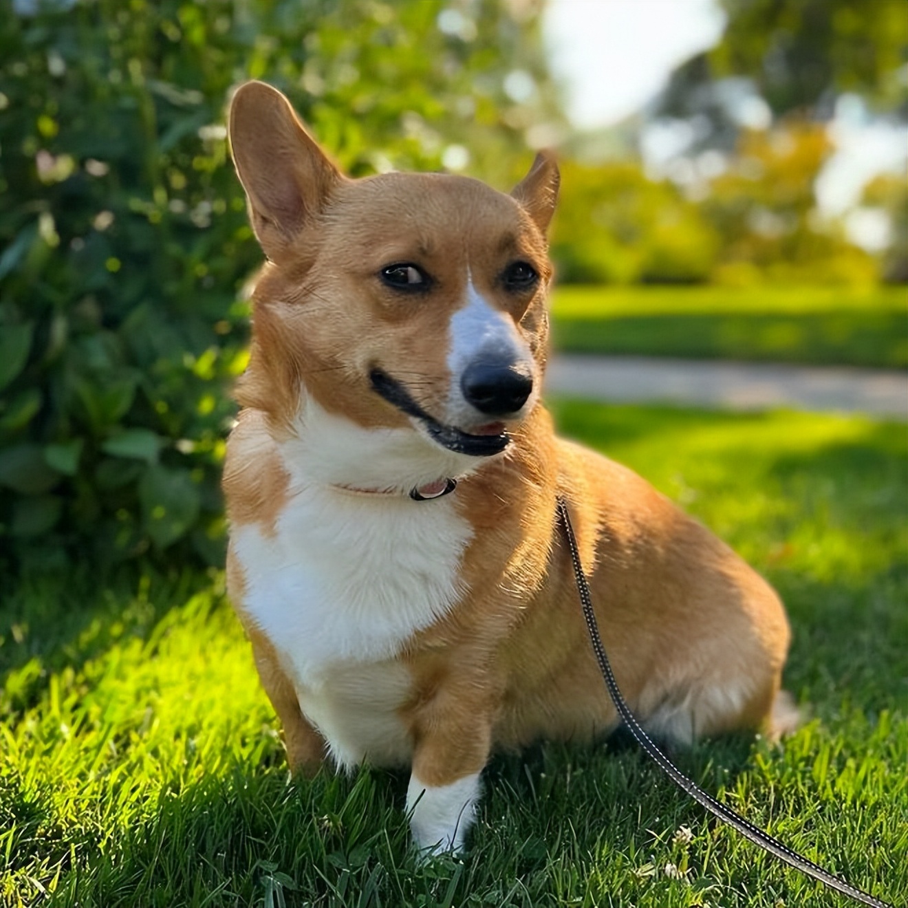 如何和狗互相交流,如何正确与狗狗互动