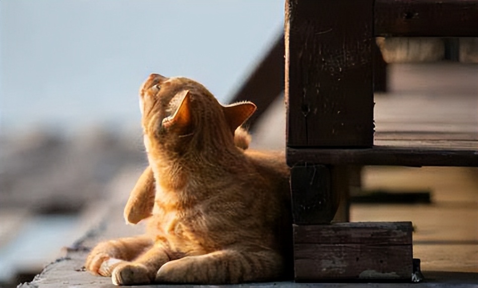 夏游山全部视频,夏天去灵山岛好吗