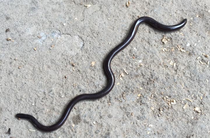 蛇类排名第一的图,蛇类十大排名