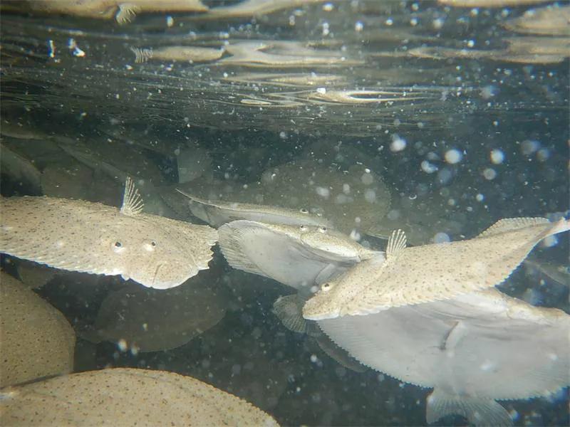 鱼类食材大全名称图片,鱼类菜谱大全100种