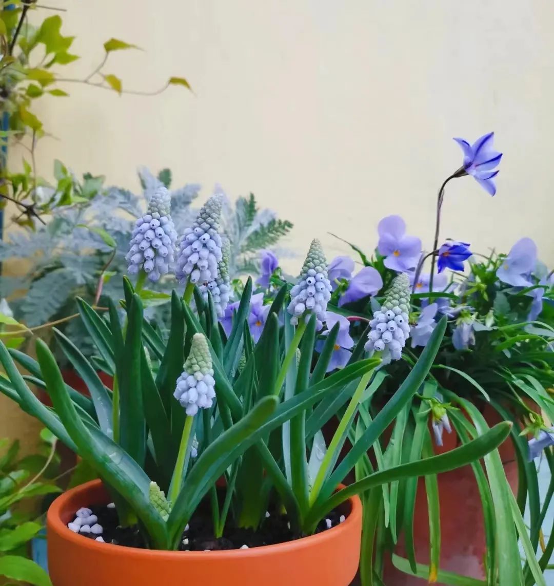 种什么花一年四季开花还好打理,南方一年四季蔬菜播种时间表