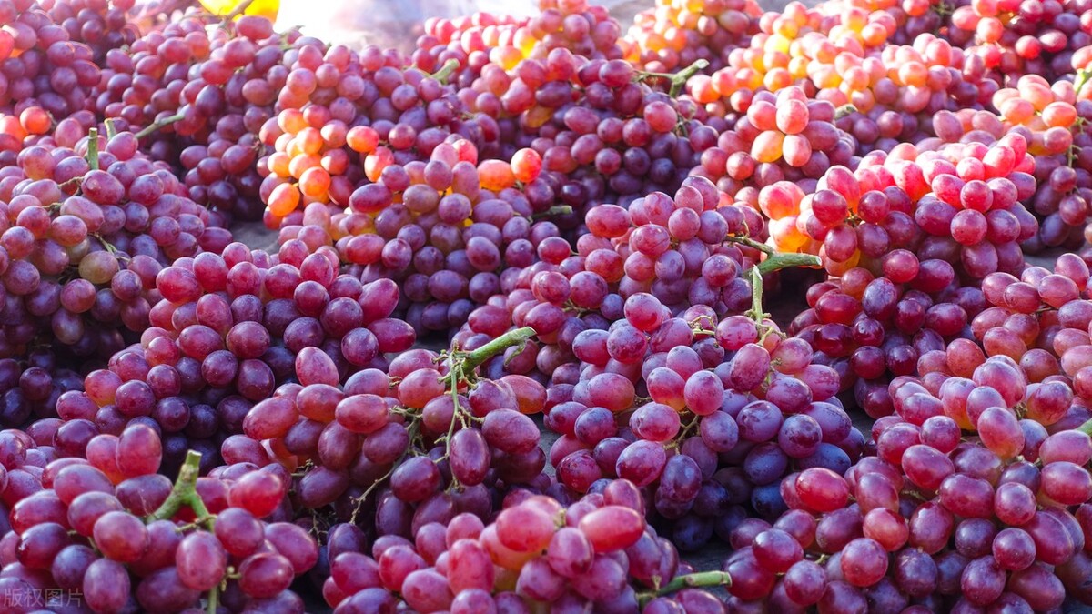 “提子”是葡萄吗？如果是，为什么要把一些葡萄又称为提子？