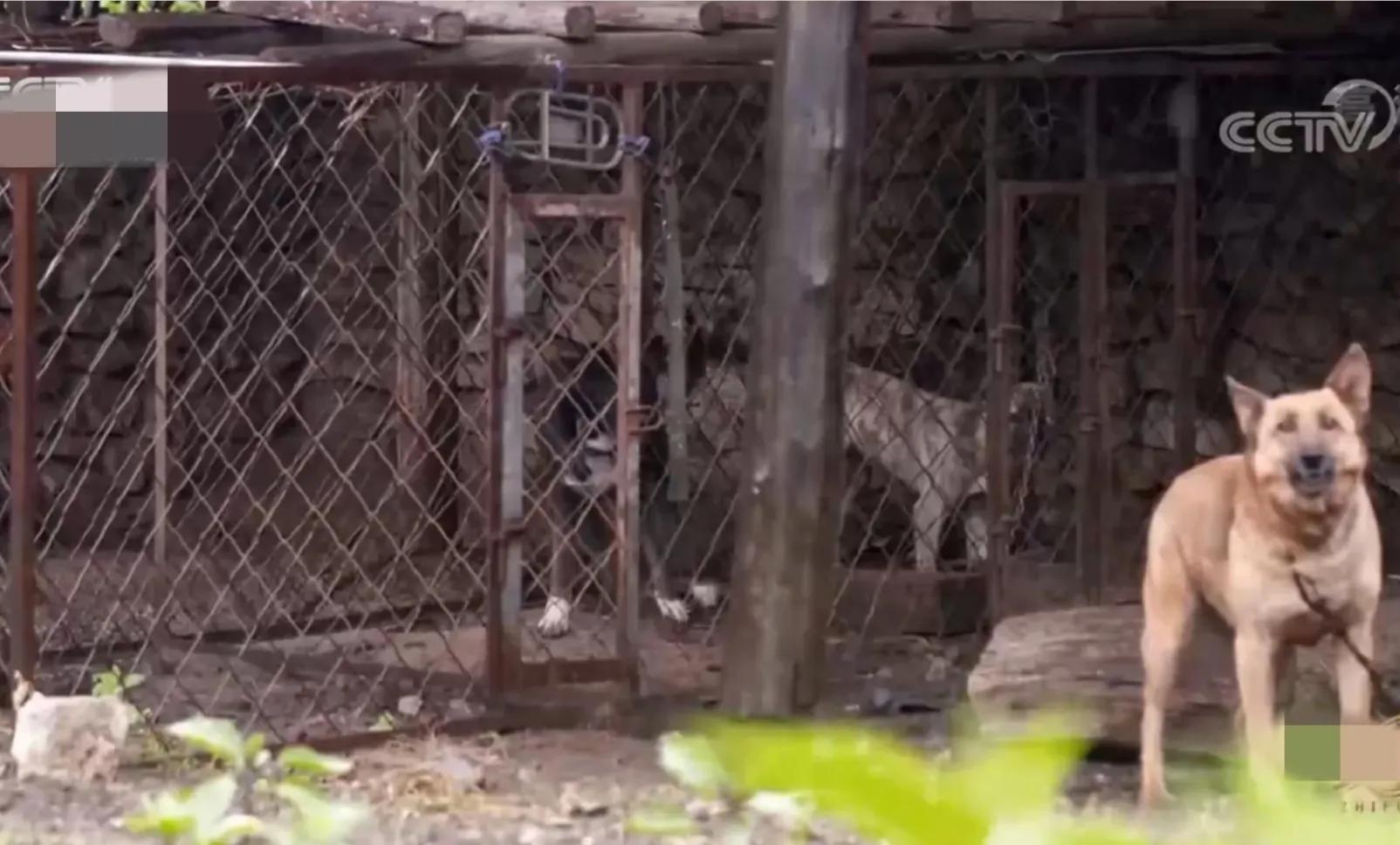 山地果园种林下参合法吗,山林地出租种林下参多少钱一亩