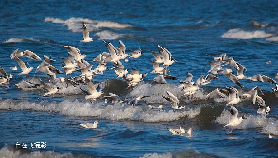 秦皇岛鸽子窝最佳观鸟地点,秦皇岛观鸟时间
