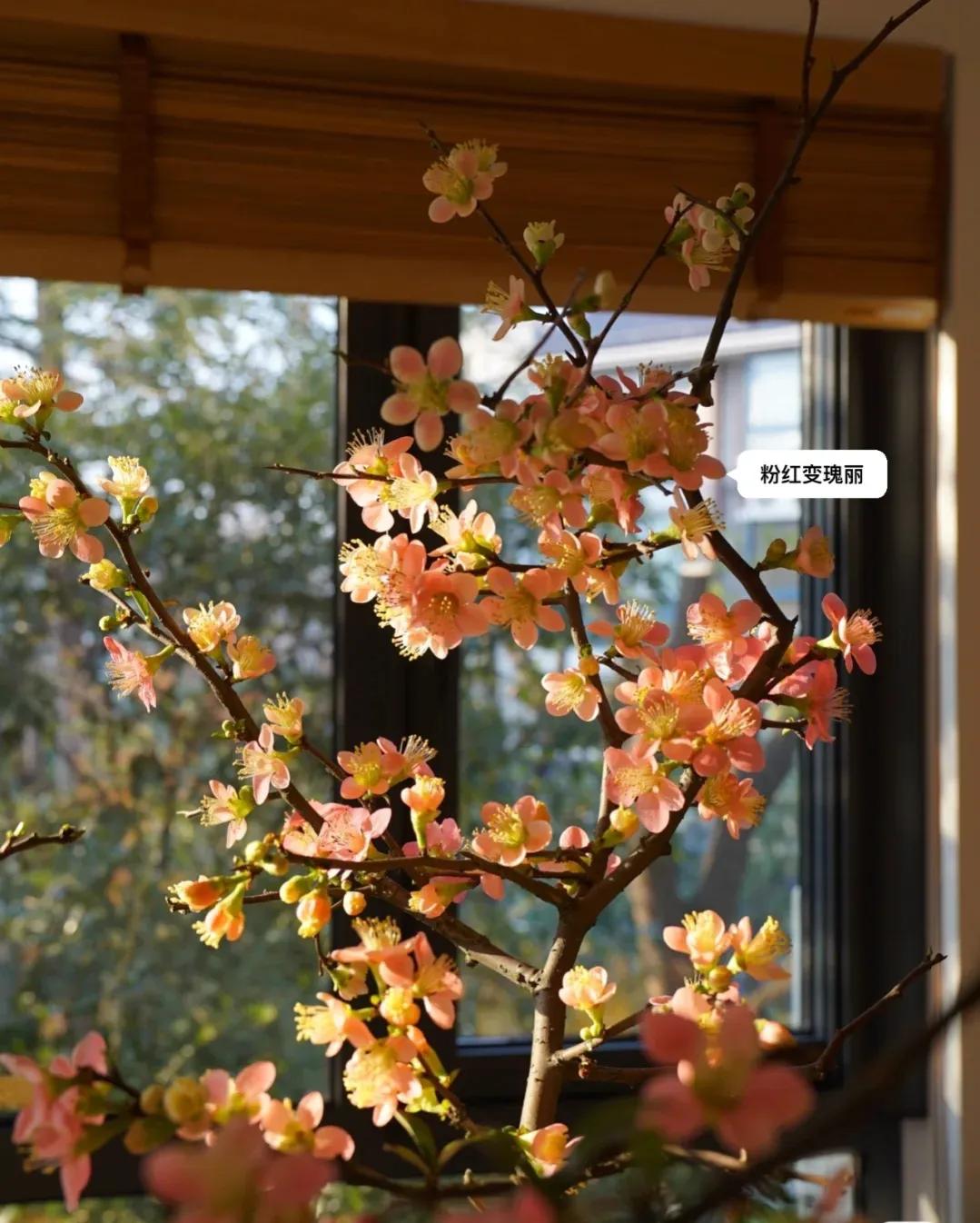 江苏发现一户人家太会装修而走红,安徽房屋室内装修隔断效果图