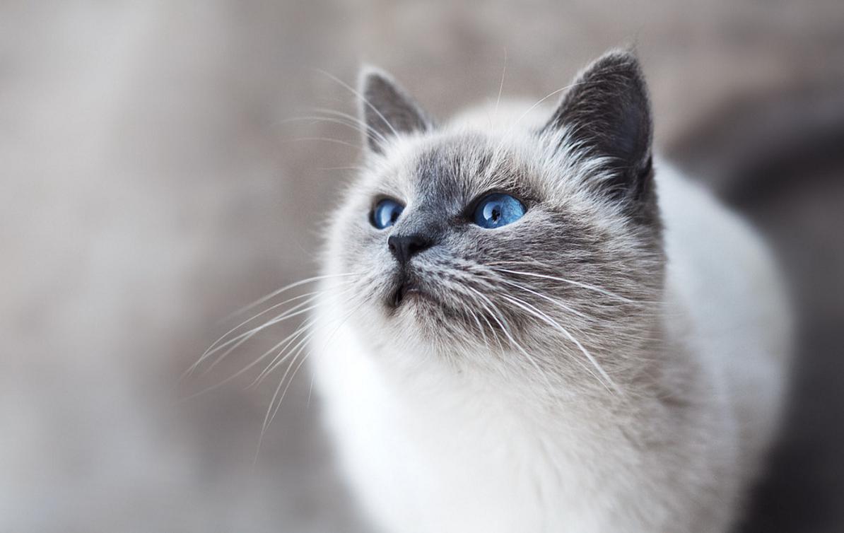 猫咪噎住了拍背,如何辨别猫咪是呕吐还是噎住